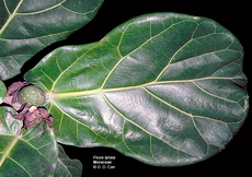 فیکوس لیراتا